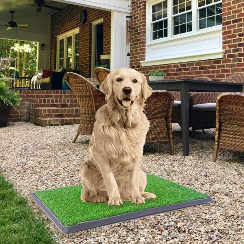 How To Train Dog To Use Artificial Grass