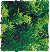 Zoo Med Laboratories Inc - Natural Bush Malaysian Fern Plant